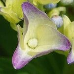 Hydrangea spp. Flower