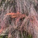 Allocasuarina torulosa Blad