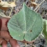 Abutilon pannosum Folla