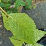 Cotoneaster bullatus Leaf