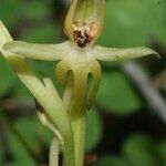 Habenaria tridactylites Çiçek