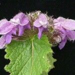 Phlomoides bracteosa Yeri