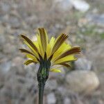 Leontodon tuberosus Flor