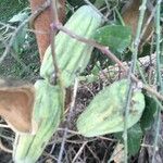 Araujia sericifera Frukt