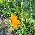 Trollius chinensis फूल