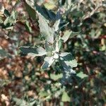 Atriplex laciniata 葉