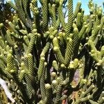 Dacrydium araucarioides Celota