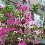 Rhododendron simsii Žiedas