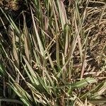 Phalaris arundinacea 整株植物