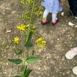 Hypericum punctatum Flower