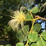 Albizia versicolor Flower