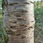 Betula alleghaniensis Kôra