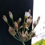 Nothoscordum gracile Цветок