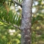 Abies fraseri Rusk