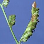 Echinochloa colonum Fruit