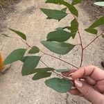 Eucalyptus camaldulensis Leaf