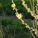 Verbascum sinuatumFlor