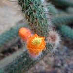 Cleistocactus baumannii Flower