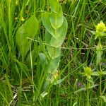 Cerinthe glabra Otro