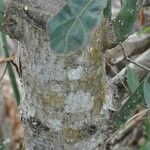 Litsea glutinosa പുറംതൊലി