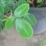 Desmodium uncinatum Leaf