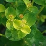 Euphorbia illirica Flor