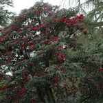 Rhododendron delavayi Yeri