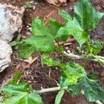 Cnidoscolus aconitifolius Blatt