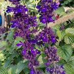 Salvia farinacea Flower