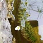 Elodea densa 花