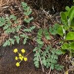 Lomatium martindalei ᱛᱟᱦᱮᱸ