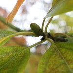 Sassafras albidum Leaf