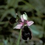 Ophrys bertolonii 花