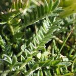 Oxytropis campestris Likasa