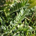 Oxytropis campestris Blad