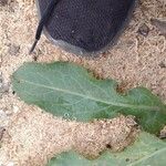 Rumex pulcher Leaf