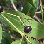 Kraussia floribunda Fruto