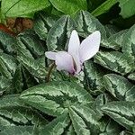 Cyclamen hederifolium Virág