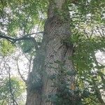 Tilia × europaea Cortiza