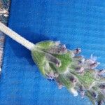 Lavandula dentataBlomma