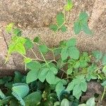 Cleome rutidosperma Blatt