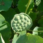 Nelumbo nucifera 果實