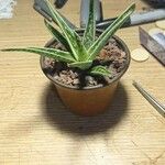 Aloe variegataHábito