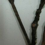 Ficus pulchella Altul/Alta
