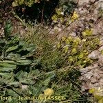 Biscutella arvernensis Tabia