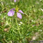 Zygophyllum pachyacanthum Агульны выгляд