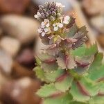 Aethionema carneum Flor