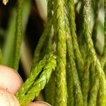 Huperzia ophioglossoides Hoja