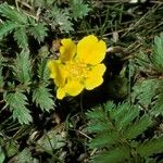 Potentilla anserina Цвят