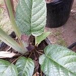 Dorstenia elata Leaf